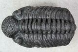 Adrisiops Trilobite - New Phacopid Species #87584-1